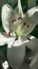 Close-up of a white lily flower with soft natural lighting