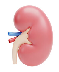 3D Illustration of Human Kidney Anatomy.