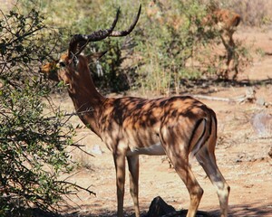 n impala browses on thorny shrubs in the dry bushveld of South Africa. This graceful antelope, with...