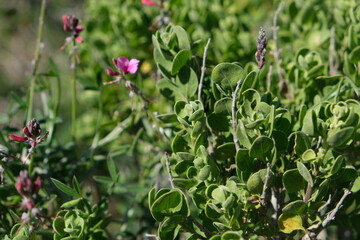 Vibrant Flora in St Helena Bay
