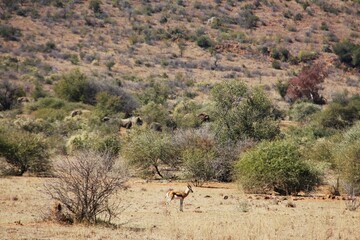 Captured during the dry season in South Africa, this impala pauses mid-browse in its natural...
