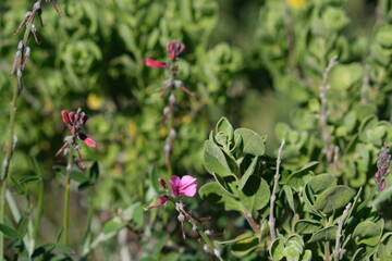 Pink Wildflowers in Green Foliage