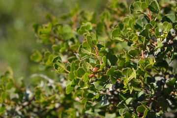 Close-up of green shrub with small berries