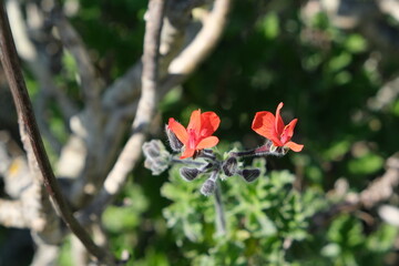 Close-up of Red Flowers in Jaloersbaai