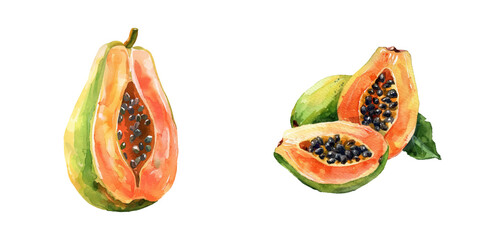 papaya fruit watercolor vector illustration
