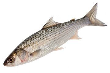 Fototapeta premium a Mullet fish, isolated on a clean white background.