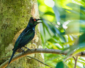 Asian Glossy Starling