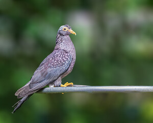 African Olive Pigeon