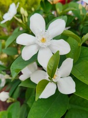 White flowers in full bloom