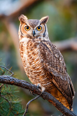 Obraz premium A majestic Eurasian eagle-owl perched on a tree branch surrounded by vibrant autumn colors.