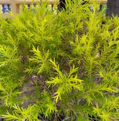 Lush green leaves, created by nature