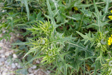Green Thistle Plants with Buds and Thorny Leaves