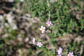 Wildflowers in Jaloersbaai