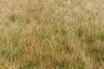 Field of Tall Dried Grass
