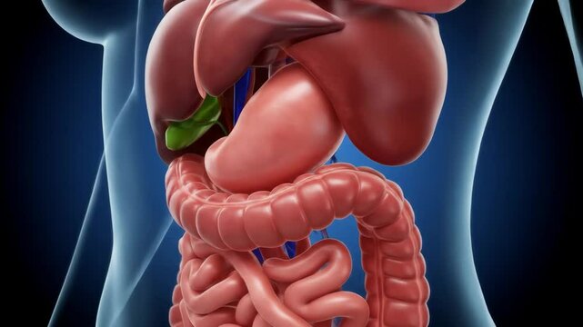 Human Digestive System Anatomy - Detailed 3D video of the female digestive system, showcasing the liver, stomach, intestines, and gallbladder.