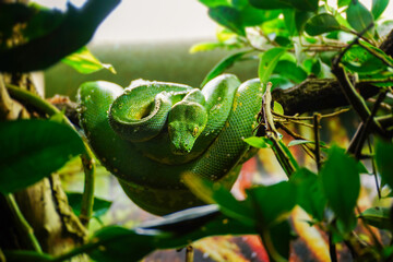 Beautiful resting green python on a branch of tree.	