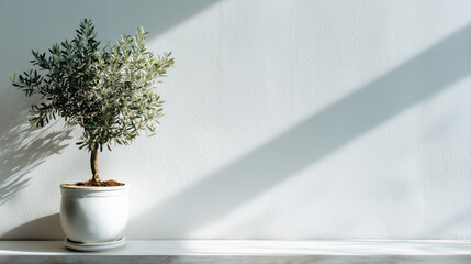 Olive Green Plant in White Pot Against a White Wall in Sunlight