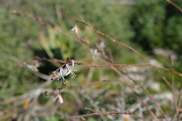 Wildflower Bloom in St Helena Bay