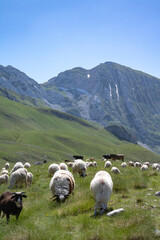 Parc national du Durmitor , Montenegro