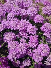 pink hydrangea flowers