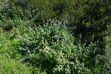 Lush Greenery in Jaloersbaai
