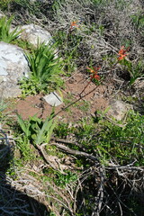 Wildflowers in St Helena Bay
