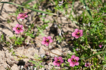Wildflowers Blooming in West Coast National Park