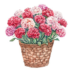 A Cockscomb Flower Basket, watercolor vector, isolated on a white background.