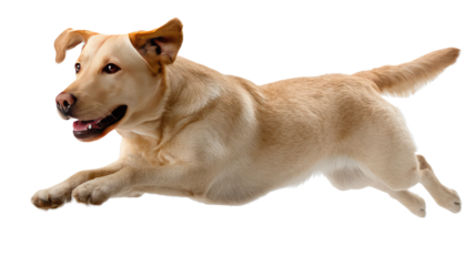 Joyful Labrador Retriever: A golden Labrador joyfully leaps mid-air, exuding energy, movement, and the unconditional love of the canine world.