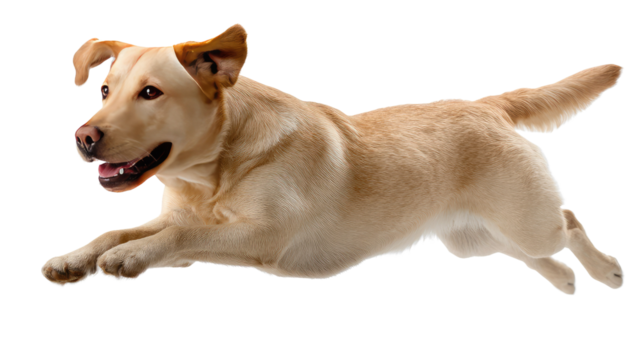 Joyful Labrador Retriever: A golden Labrador joyfully leaps mid-air, exuding energy, movement, and the unconditional love of the canine world.