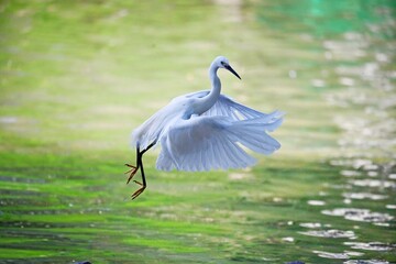great blue heron ardea cinerea
