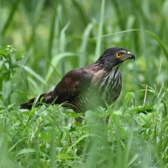 blackbird on a branch
