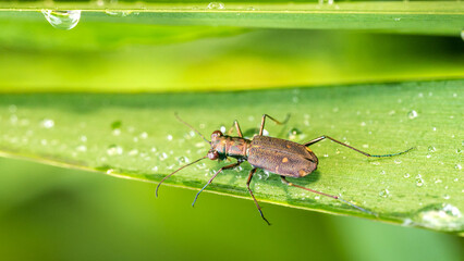 green shield bug