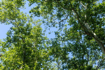 Fototapeta premium green leaves in the forest sun