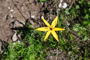 Yellow Wildflower in West Coast National Park
