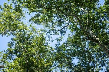 green leaves in the forest sun