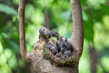 lizard on a tree