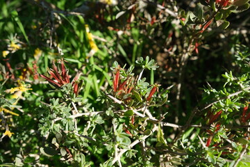 Wildflowers in West Coast National Park