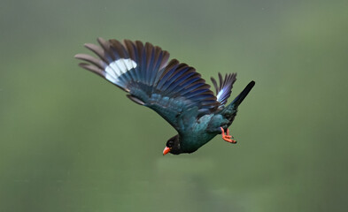 common blue butterfly