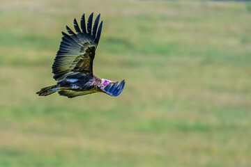 common buzzard in flight