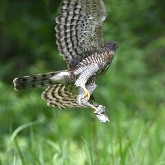 red tailed hawk