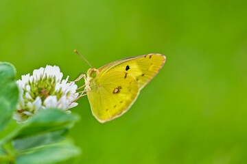 butterfly on green leaf