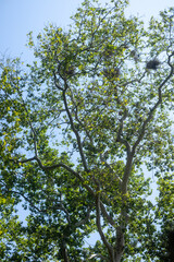 green leaves in the forest sun