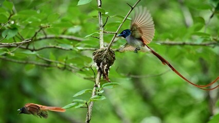 kingfisher on a branch