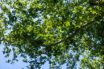 green leaves in the forest sun