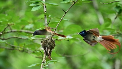 hummingbird feeding on a flower