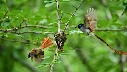 hummingbird on a branch