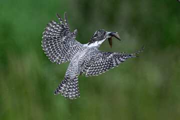 hummingbird feeding on a branch