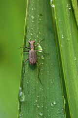 spider on leaf