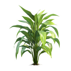 Fototapeta premium Lush, vibrant plant with broad leaves.